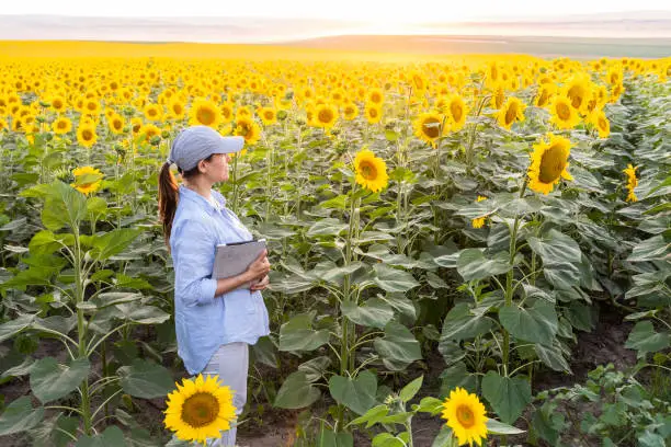 Photo of Farmer woman examining sunflower plants in a cultivated fielding summer. Agricultural occupation.