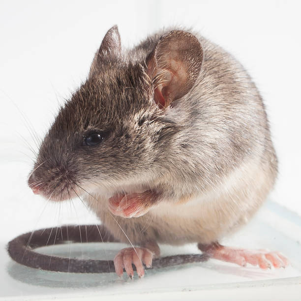 istock Gray mouse, shot close up against a light background 1345160177