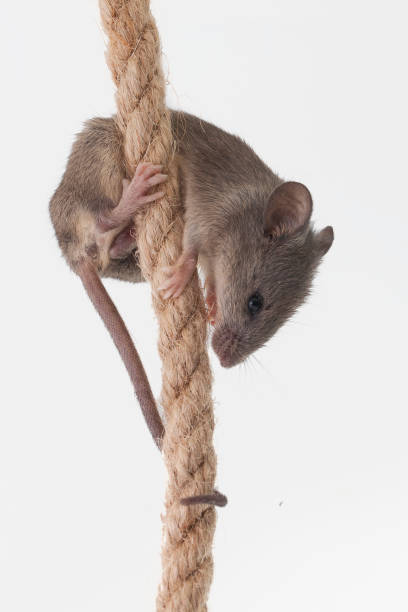 istock Gray mouse, shot close up against a light background 1345160182
