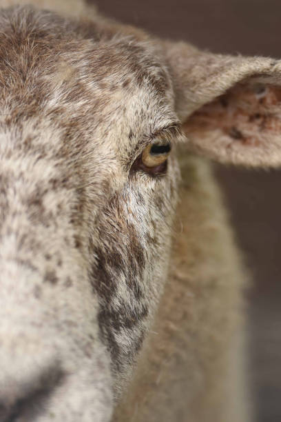 양 초상화 - sheep grazing vertical photography 뉴스 사진 이미지