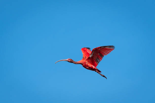 スカーレット・イビス、飛行中のトリニダード・トバゴの国鳥 - scarlet ibis ストックフォトと画像