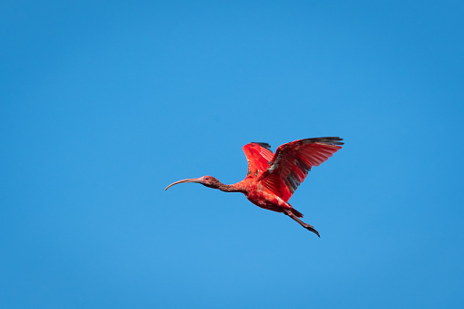A single Scarlet Ibis flying against the background of bright blue sky on a sunny day on the Caribbean island of Trinidad.