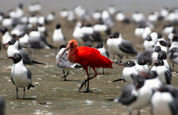 ibis écarlate se nourrissant parmi les goélands rieurs - plume oiseau fond unique photos et images de collection