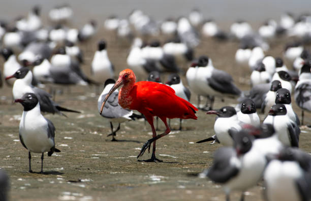 Scarlet Ibis feeding among Laughing Gulls Laughing Gulls in breeding plumage and a lone Scarlet Ibis foraging for food on the mud flats in Trinidad, West Indies. standing out from the crowd stock pictures, royalty-free photos & images