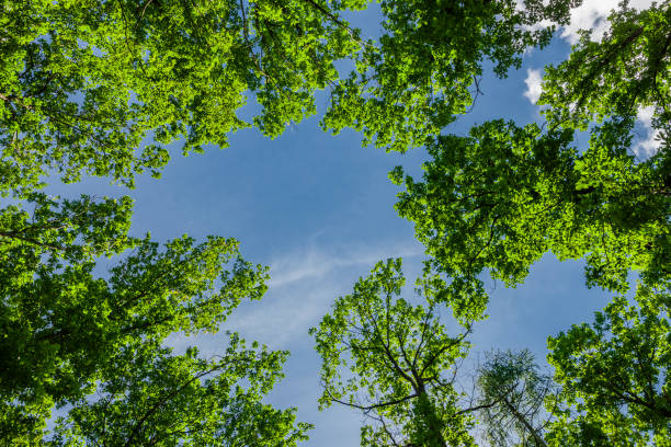 istock View from below into the treetops of old oak trees 1345161923
