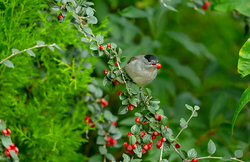 Eurasian Blackcap male bird in Autumn with red Cotoneaster berry in his beak.  Blurred background.  Scientific name: Sylvia atricapilla.  Facing forward.  Copy Space.