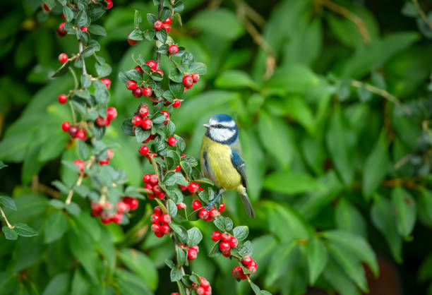 Blue Tit in Autumn feeding on bright red Cotoneaster berries stock photo