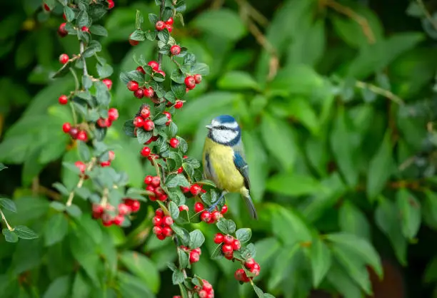 Photo of Blue Tit in Autumn feeding on bright red Cotoneaster berries