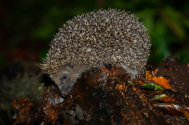 Hedgehog, Scientific name: Erinaceus Europaeus.  Wild, native, European hedgehog  at dusk, foraging on a fallen log in wet weather,  Facing left.  Space for copy.  Close up.  Horizontal.