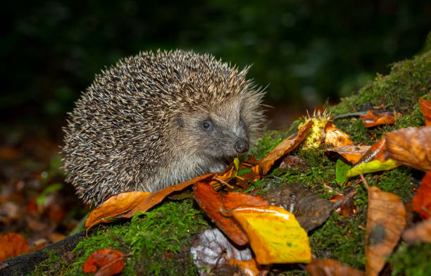 istock Hedgehog in Autumn foraging in colourful leaves 1345163362