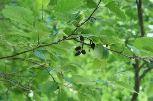 Grey alder (Alnus incana) - branches, leaves & twigs stock photo