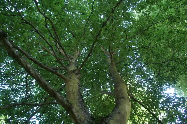 The canopy of a grey alder tree in June. (Alnus incana)