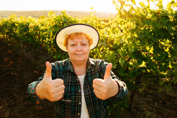 smiling female farmer with hat showing thumb up and looking at camera standing in the centre of vineyard. happy elderly farmer woman satisfied, harvest time