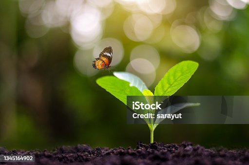 istock Planting seedlings young plant in the morning light on nature background 1345164902