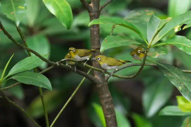 A small party of Swinhoe's White-eyes (Zosterops simplex)