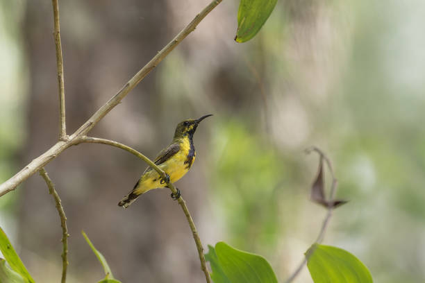 istock A male Olive-backed Sunbird in eclipse plumage 1345165714