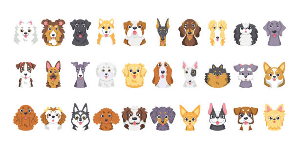 illustrazioni stock, clip art, cartoni animati e icone di tendenza di set di diverse razze di cani carini vector - basset hound