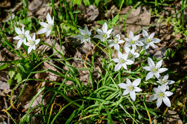 Many delicate small white flowers of Ornithogalum umbellatum plant commonly known as the garden star-of-Bethlehem, grass lily, nap-at-noon, or eleven-o'clock lady in a garden in a sunny spring day muchas delicadas flores blancas pequeñas de la planta ornithogalum umbellatum comúnmente conocida como la estrella de belén del jardín, el lirio de hierba, la siesta al mediodía o la dama de las once en punto en un jardín en un soleado día de primav