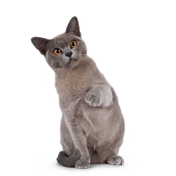 Photo of Burmese cat on white background