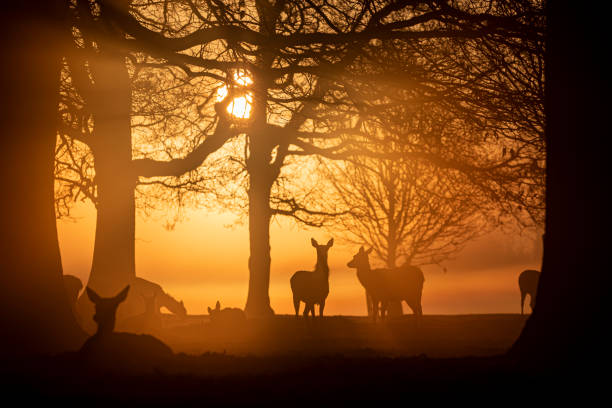 Early morning misty sunrise at Bushy Park, London