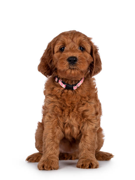 istock Cobberdog aka Labradoodle pup on white 1345166902