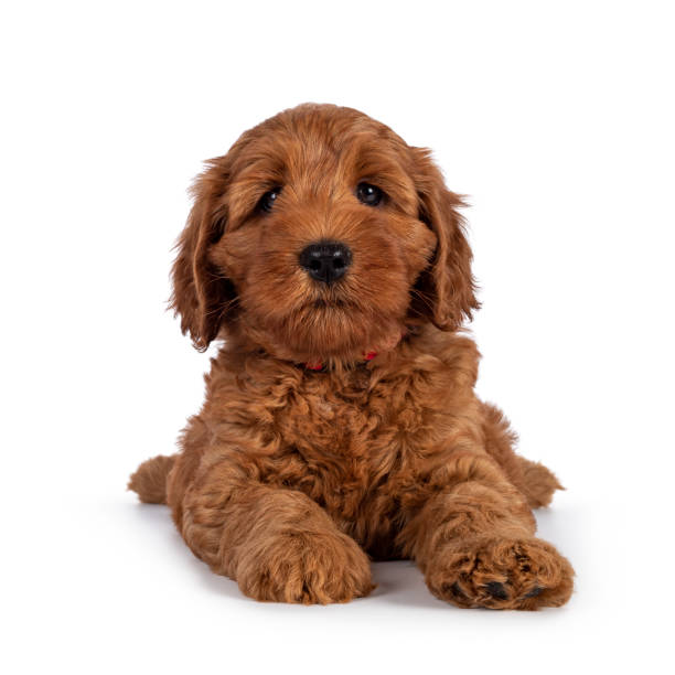 istock Cobberdog aka Labradoodle pup on white 1345166939