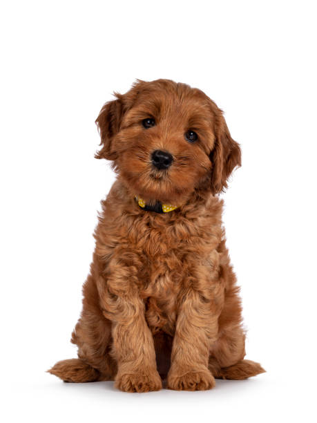 istock Cobberdog aka Labradoodle pup on white 1345167024