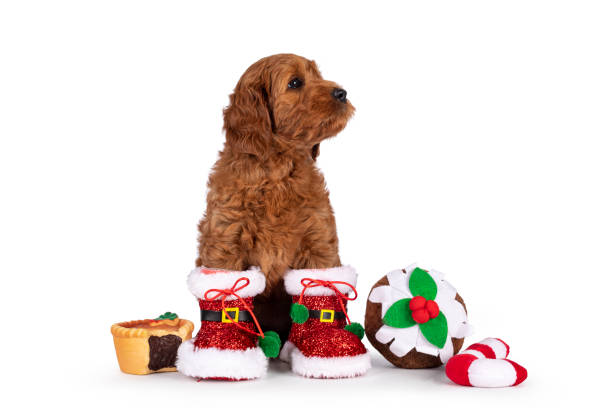 Adorable Cobberdog puppy aka Labradoodle dog, sitting up facing front wearing and sitting inbetween Christmas decorations. Looking side ways away from camera. Isolated on a white background.