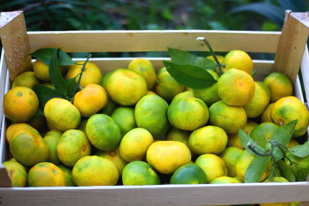 istock Crate of Tangerines 1345167097