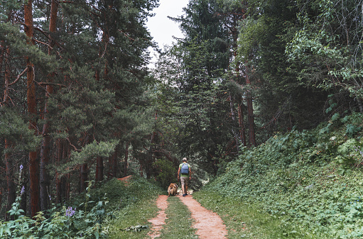 Man with a dog walking through a beautiful pine forest.