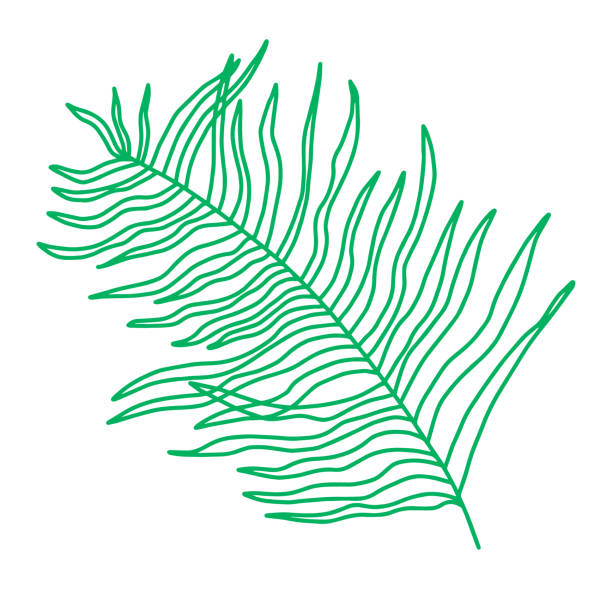 白い背景にヤシの葉。ベクターグラフィックス。手描き - pattern coconut palm tree frond textile点のイラスト素材／クリップアート素材／マンガ素材／アイコン素材