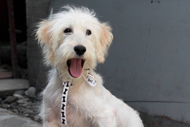 istock Cute fluffy white dog with a happy face 1345169641