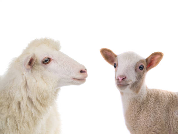 istock portrait sheep and little sheep isolated on white background 1345170170