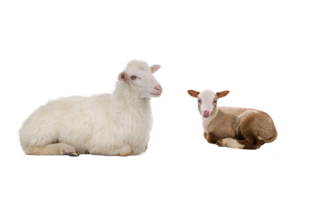 istock mother sheep and little sheep isolated on white background 1345170171