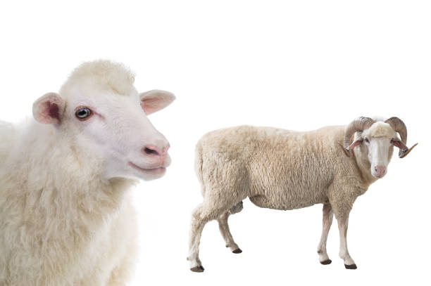 istock male and female sheep isolated on white background 1345170242