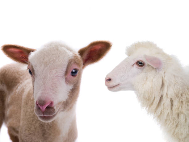 istock portrait sheep and little sheep isolated on white background 1345170248