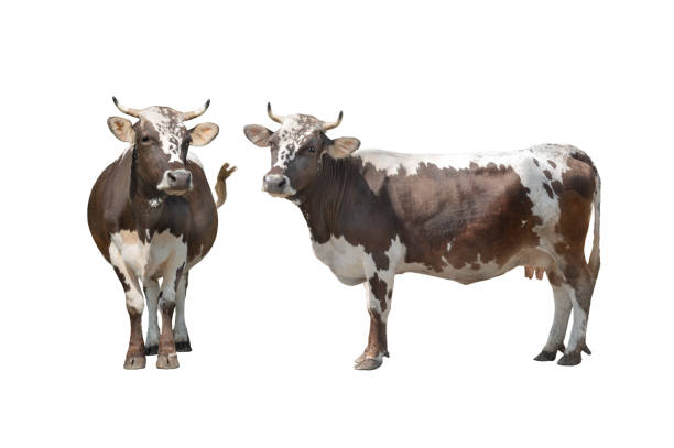 two brown and white cow isolated on white background two brown and white cow isolated on white background two cows stock pictures, royalty-free photos & images