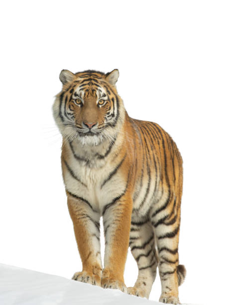 tiger standing in the snow isolated on white background