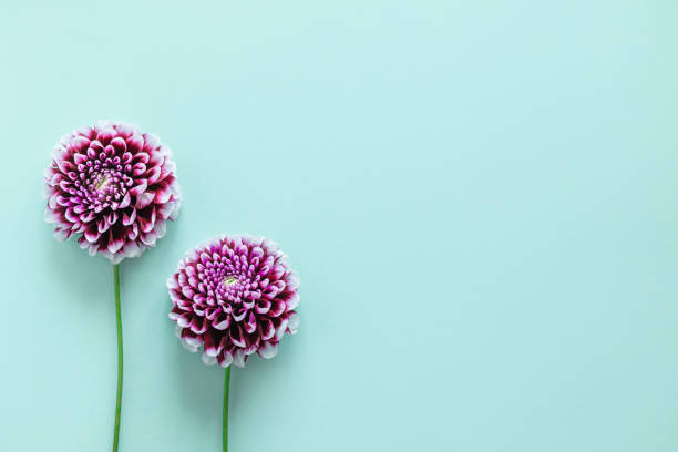 istock Amazing Dahlia flowers on a turquoise pastel background. 1345170517