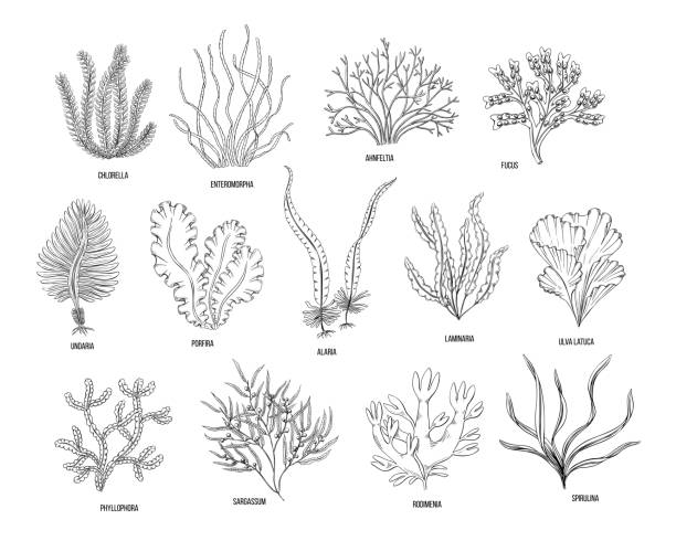 흰색 배경에 손으로 그린 조류 검은 색 세트. 벡터 일러스트레이션 격리 된 스케치. 라인 아트. - algae seaweed underwater plant stock illustrations
