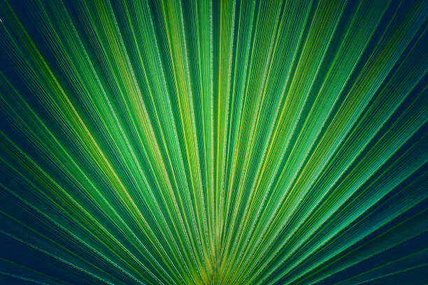 istock Beautiful texture of dark green tropical leaf. 1345172358
