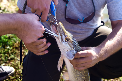 fishermen hold a large freshwater pike (Esox Lucius) in their hands and use Booms Fishing and extractor to pull the spoon out of their mouths. Fishing concept, good catch. Pike head with close-up.