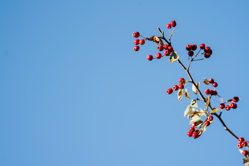 Close-up of hawthorn berries against blue sky background
