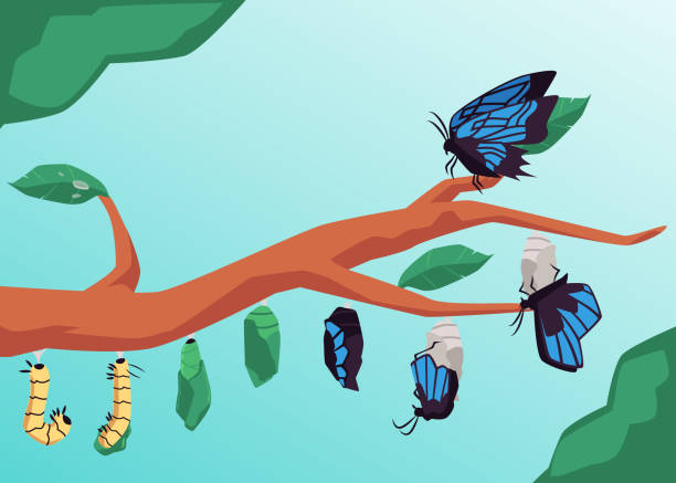 Banner depicting life cycle of butterfly, flat cartoon vector illustration. Banner depicting life cycle of butterfly, flat cartoon vector illustration. Butterfly evolutionary shapes from larva cocoon to insect hanging on tree branch. morph transition stock illustrations
