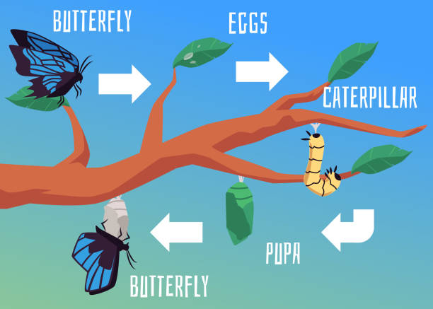 illustrations, cliparts, dessins animés et icônes de diagramme d’évolution et de métamorphose de la vie des papillons, illustration vectorielle plate. - caterpillar change morphing horizontal
