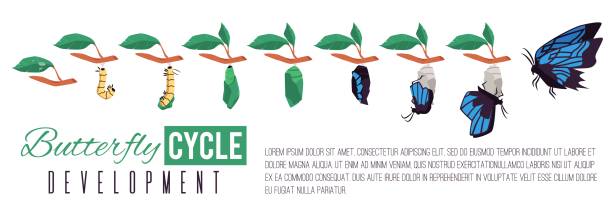 illustrations, cliparts, dessins animés et icônes de développement du cycle papillon infographie illustration vectorielle plate isolée. - caterpillar change morphing horizontal