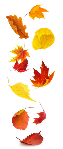 istock Colorful autumn tree leaves falling, isolated on white background, vertical 1345175239