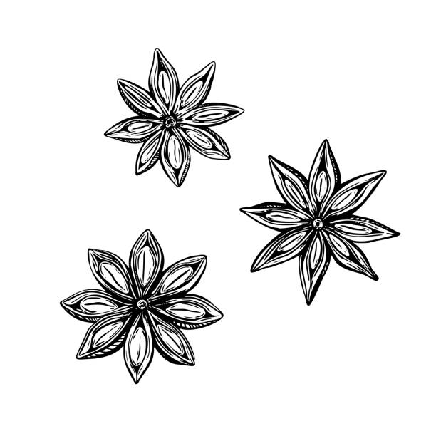 ręcznie rysowany zestaw z anyżowym szkicem gwiazdy kwiatowej. wiosenny kontur wektorowy rysunek ilustracji. kwiatowe botaniczne jedzenie do gotowania. - anyż gwiazdkowy stock illustrations