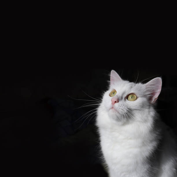 istock The hungry cat looks up. 1345175274
