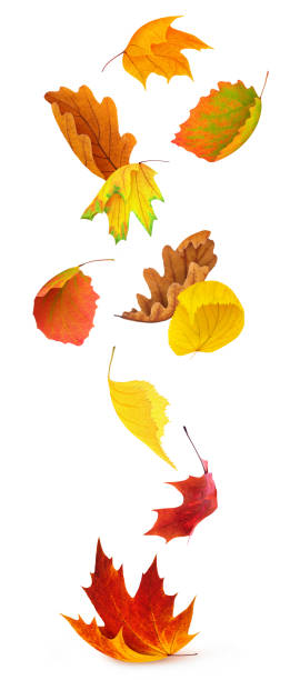 istock Falling autumn leaves of various trees isolated on white background 1345175355